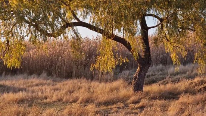 近景:在温暖的秋日夕阳的照耀下，湖边的一棵柳树长着干枯的金芦苇