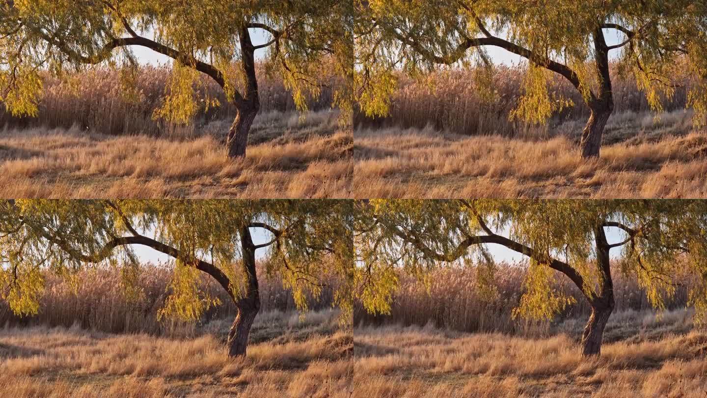 近景:在温暖的秋日夕阳的照耀下，湖边的一棵柳树长着干枯的金芦苇