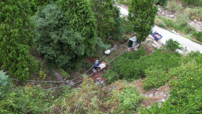 蜜橘大山深处柑橘种植基地涌泉