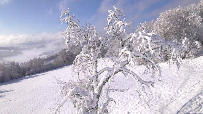 航拍:果园里一棵被雪覆盖的苹果树，可以看到冬天山谷的美景