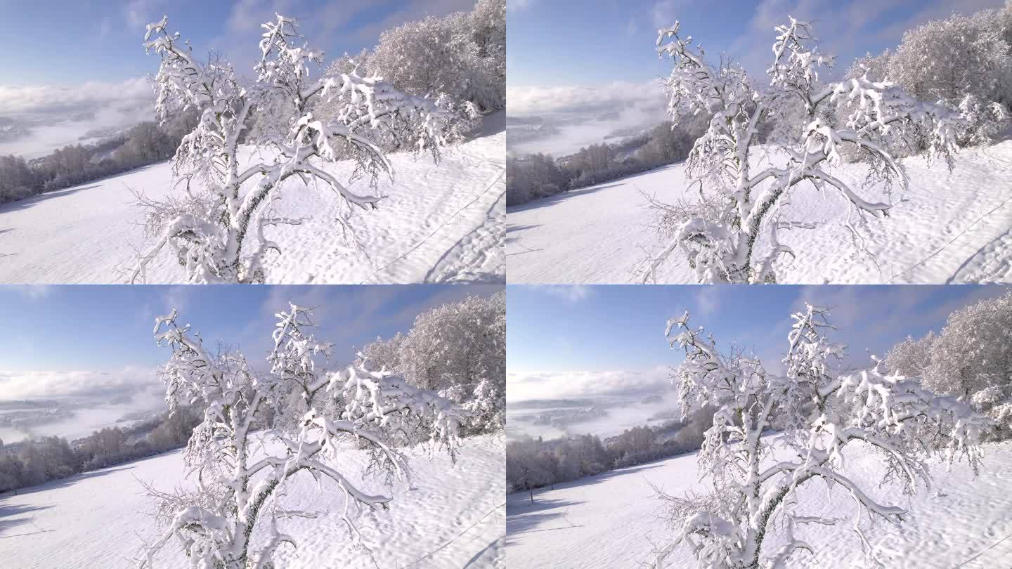 航拍:果园里一棵被雪覆盖的苹果树，可以看到冬天山谷的美景