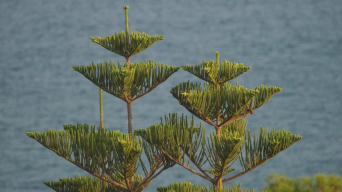 土耳其松。针叶树的一种。有时被称为星松，没有刺，不会掉针。这种树是诺福克岛特有的。本地名诺福克