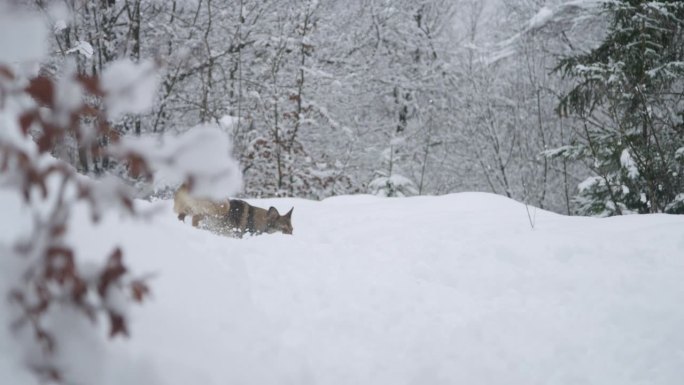 一只可爱而热情的小狗在刚刚飘落的雪地上跑来跑去