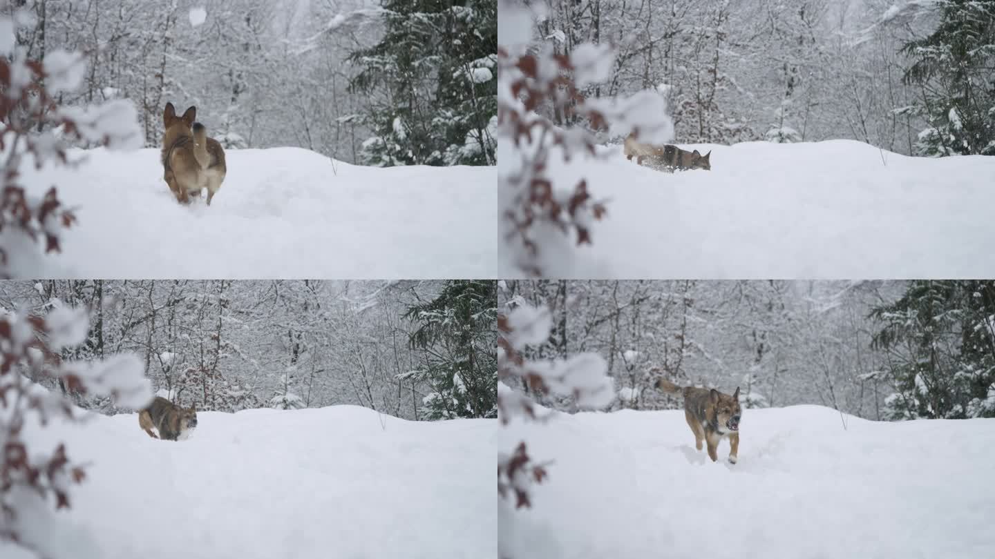 一只可爱而热情的小狗在刚刚飘落的雪地上跑来跑去