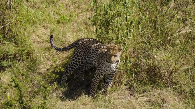 一只豹子在野外树林中自由行走的高角度镜头