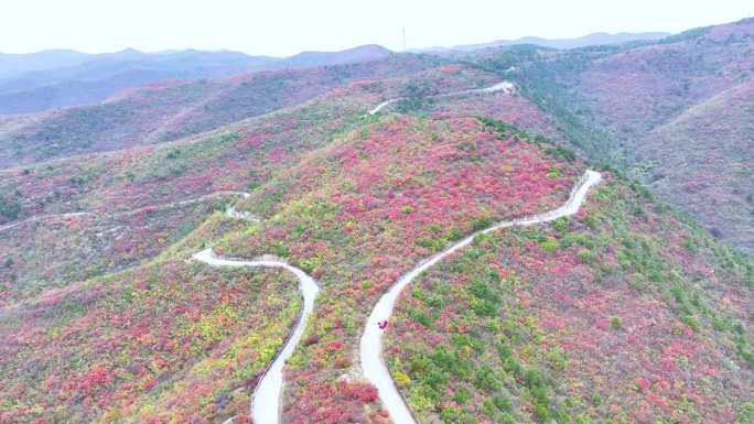 航拍漫山红叶汽车行驶在山路