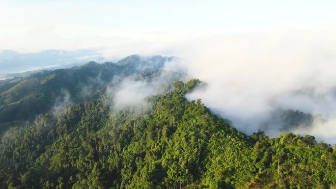 空中无人机拍摄的早晨雨林，有很多雾和薄雾沿着山脊流动