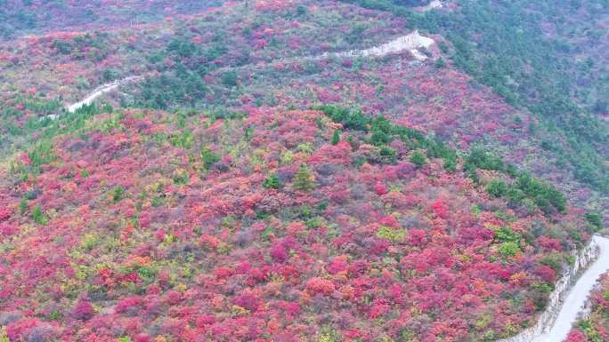 4k航拍满山红叶山路