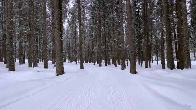 小路穿过风景如画的白雪覆盖的白色森林