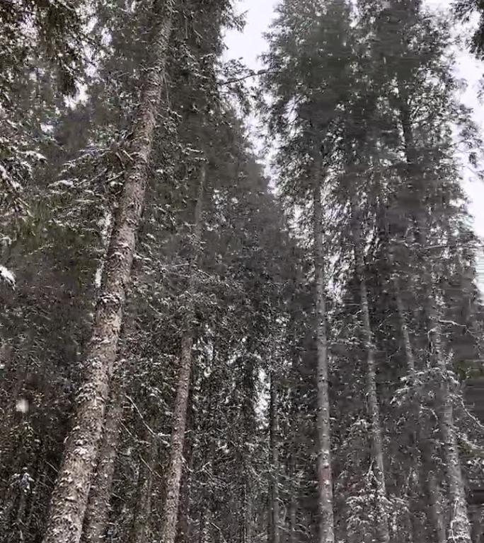 雪花在狂野的森林暴风雪中盘旋