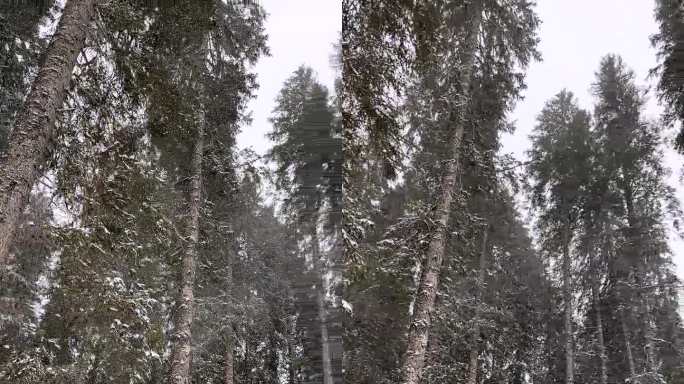 雪花在狂野的森林暴风雪中盘旋