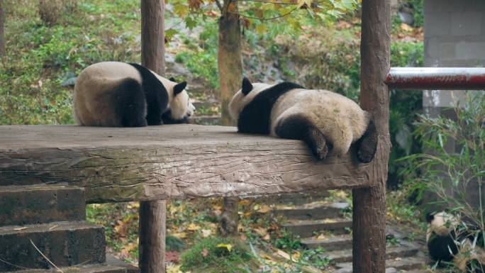 碧峰峡熊猫家园