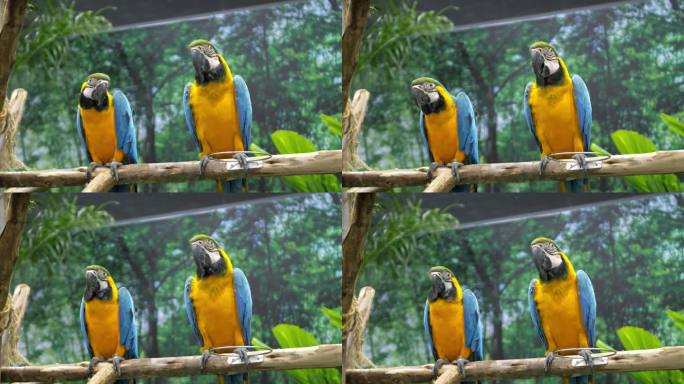 在泰国曼谷的一家动物园里，两只蓝色和金色的金刚鹦鹉栖息在一根人造树枝上，四处张望，大声叫着。