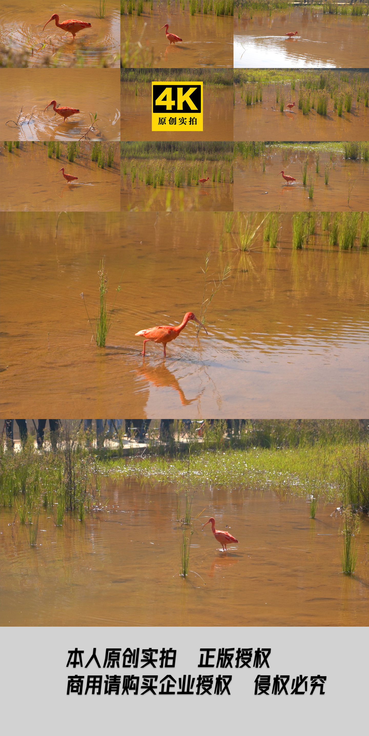 美洲红鹮特写鸟类珍稀鸟类候鸟湿地环境生态