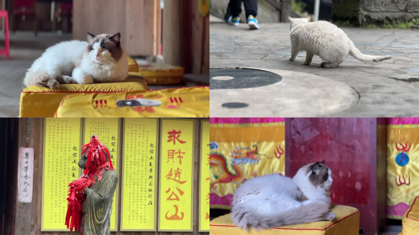 财神庙 招财猫 寺庙里的猫 虔诚跪拜