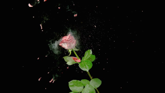 一朵冰冻的玫瑰被弹丸击中并爆炸
