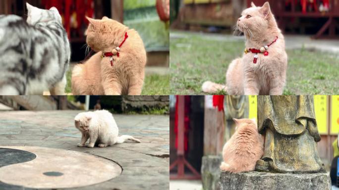 寺庙的猫 招财猫 宠物猫 财神殿 财神庙