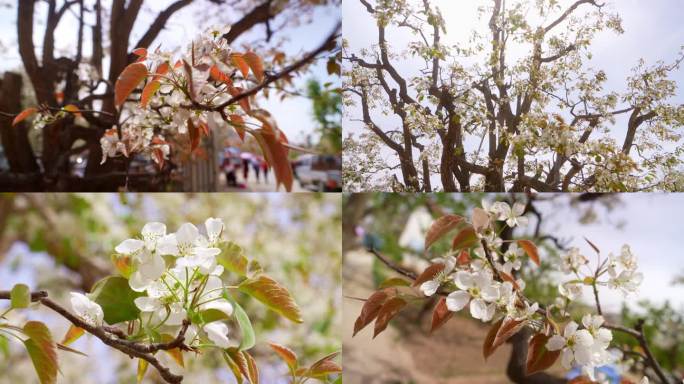 梨树开花 梨花 盛放