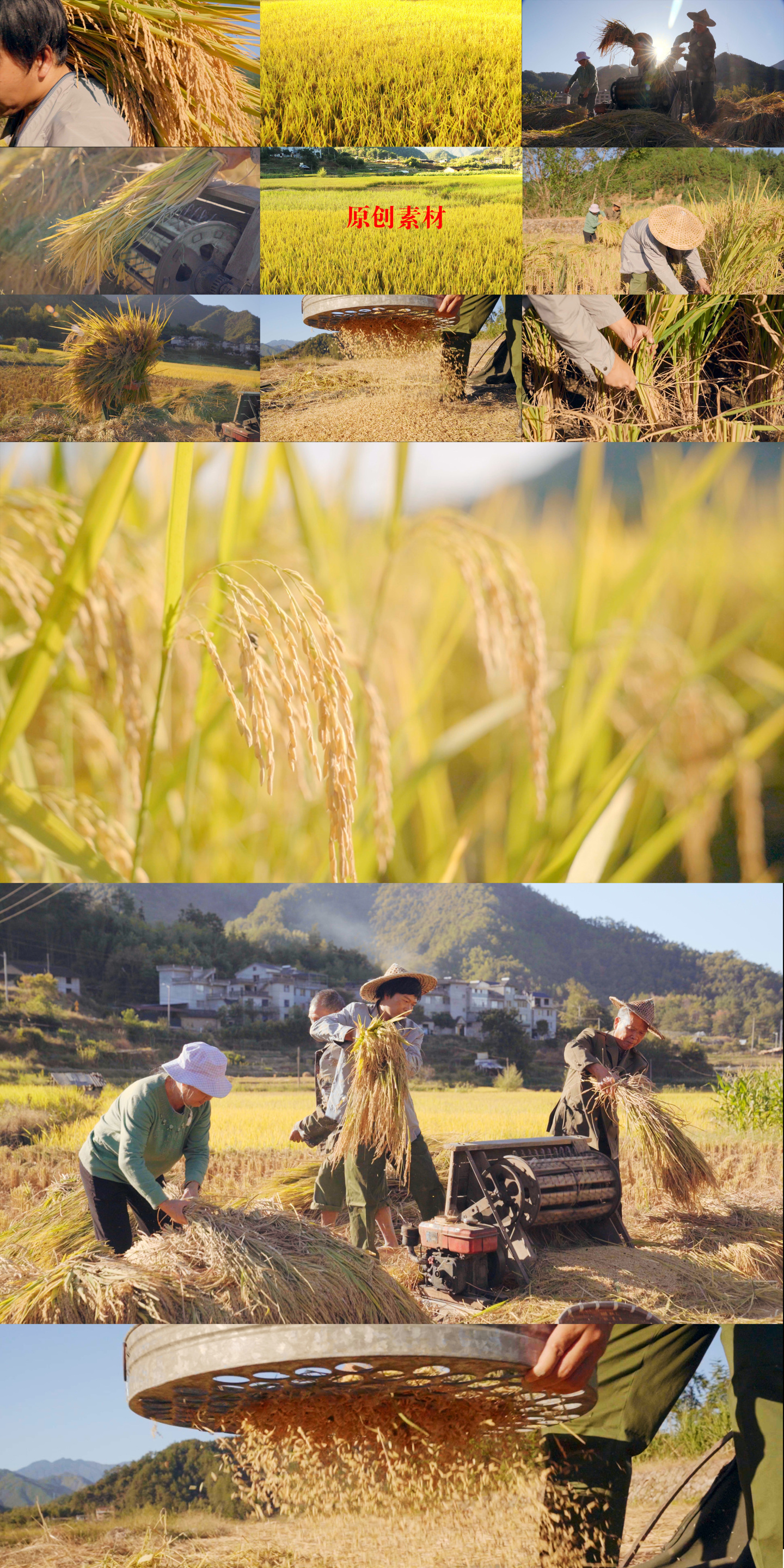 金色的秋天劳作的农民秋收打稻谷