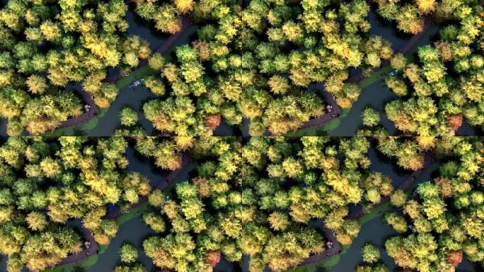 秋天色彩斑斓的水杉林