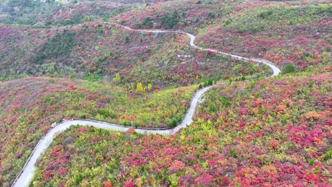 航拍漫山红叶山路蜿蜒曲折道路