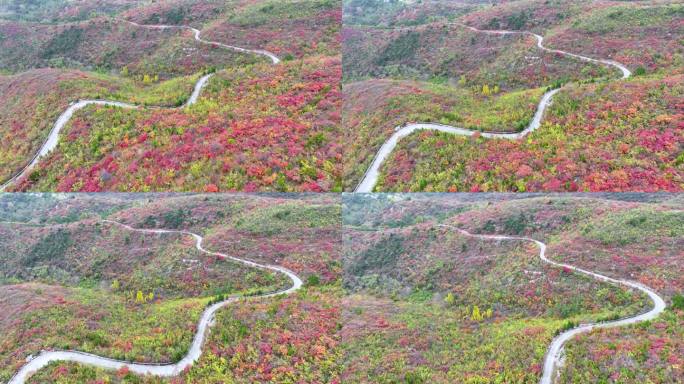 航拍漫山红叶山路蜿蜒曲折道路