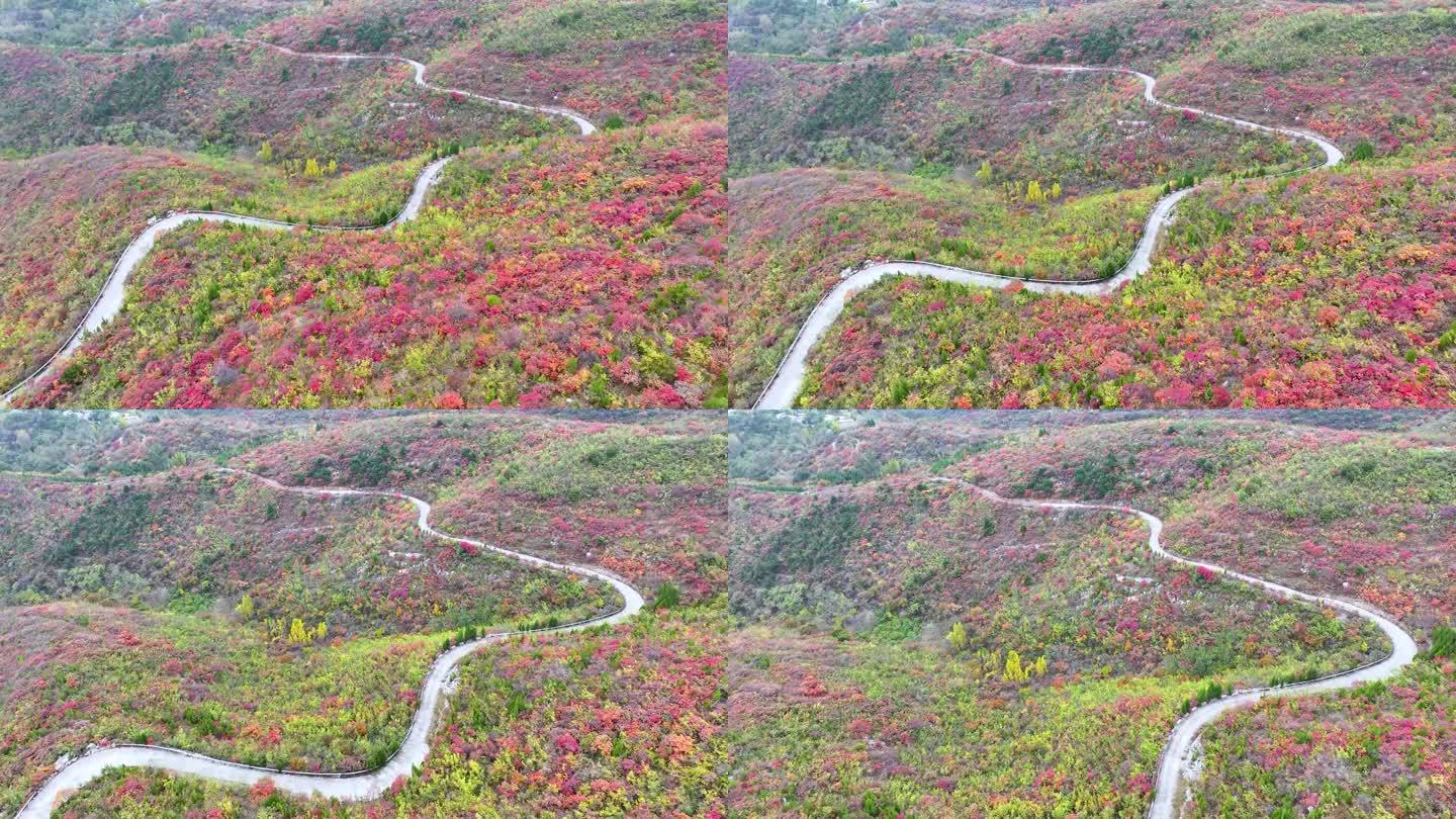 航拍漫山红叶山路蜿蜒曲折道路