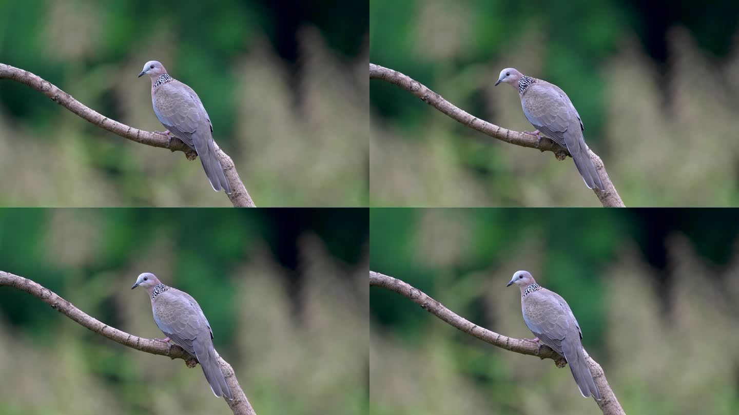 一只珠颈斑鸠鸟停留在树枝上歇息
