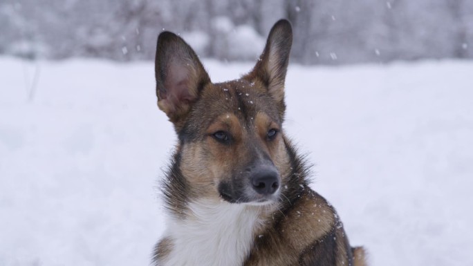 肖像，特写:大雪花落在坐在雪地里的可爱的狗狗身上