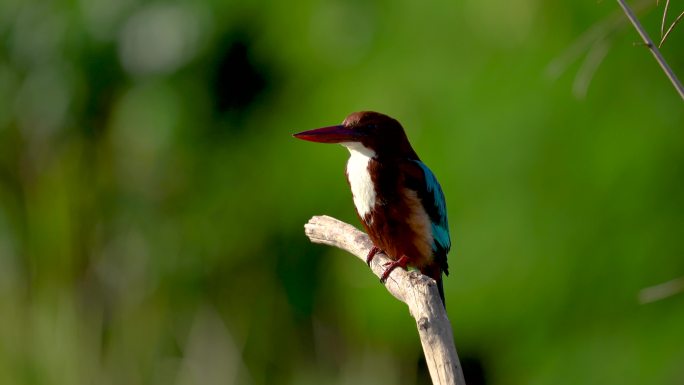 白胸翡翠鸟守候在沼泽的树枝上伺机捕食鱼蟹