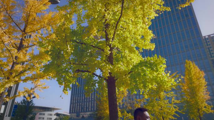 秋天黄色银杏树叶阳光穿梭高楼4k视频