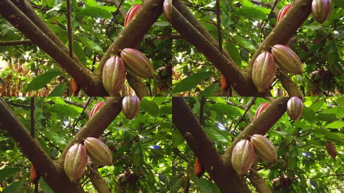 在夏威夷考阿伊岛的一个巧克力农场里，可可果实挂在可可树上。4 k