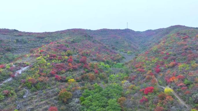 4k航拍漫山红叶