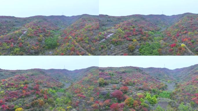 4k航拍漫山红叶