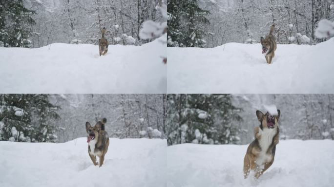顽皮的小狗在大雪中跑回去抓一个飞舞的雪球