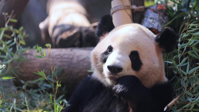 杭州动物园大熊猫吃竹子实拍（合集）