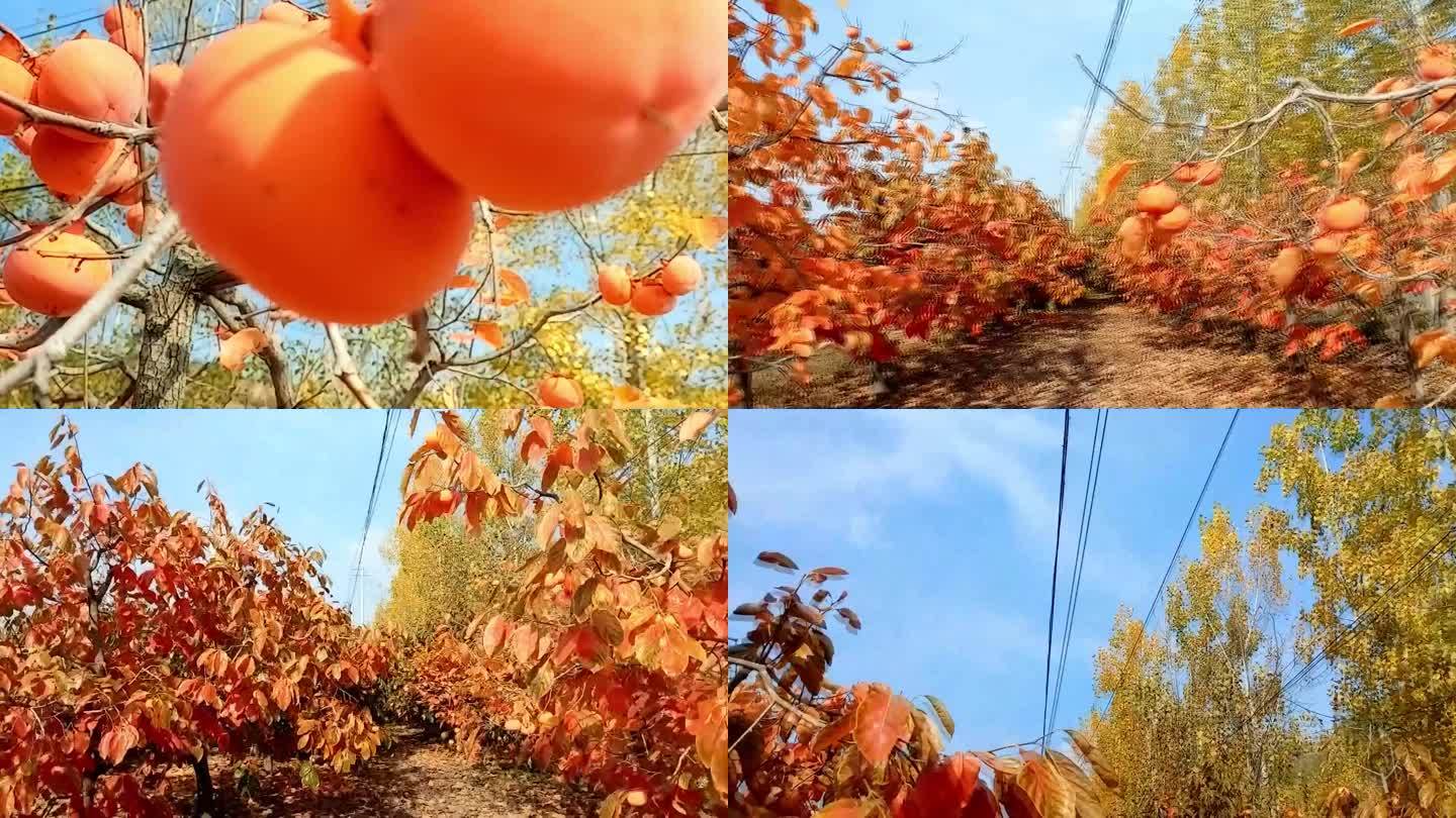 秋天农村美景柿子挂满枝头