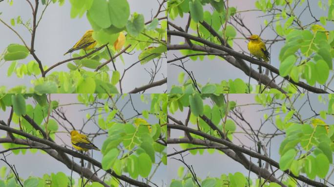 雨中的黄鹂鸟