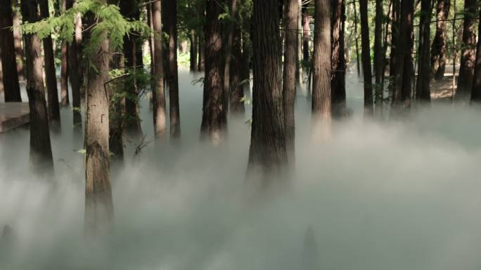 森林里的水雾弥漫
