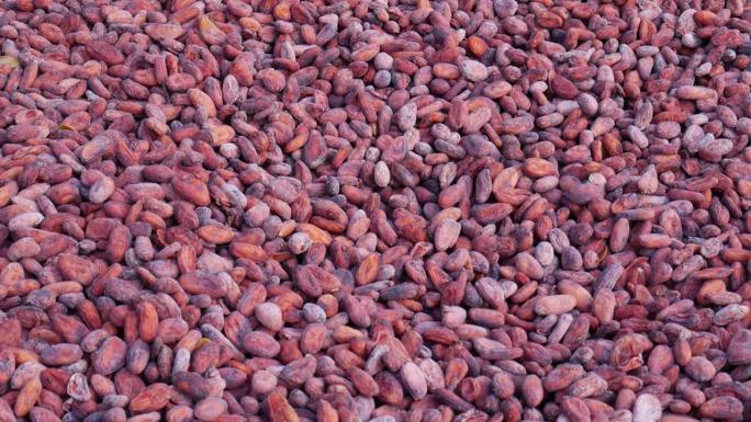 有机可可豆和棕色可可种子来自新鲜的可可果实，经过发酵，在农场的阳光下晒干