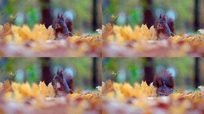 在森林空地上，奇思妙想的松鼠享受着秋天的恩惠