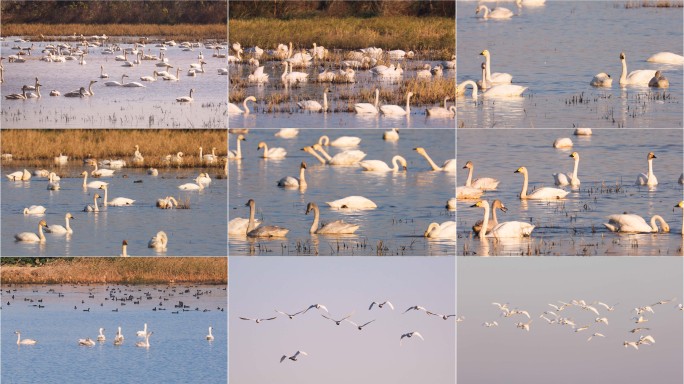 生态湿地公园白天鹅
