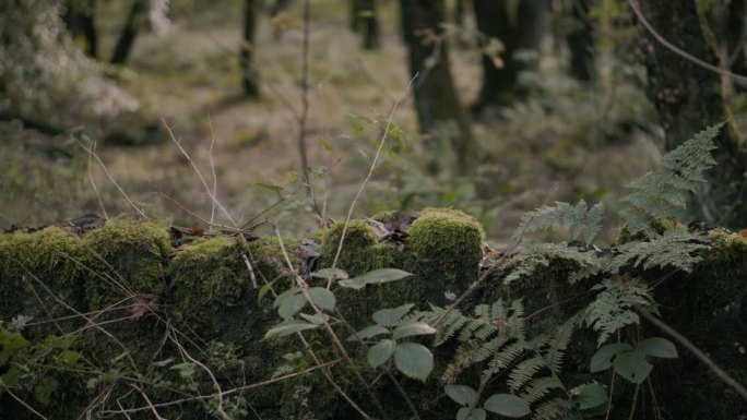 秋天，黑暗的英国森林里长满青苔的石墙