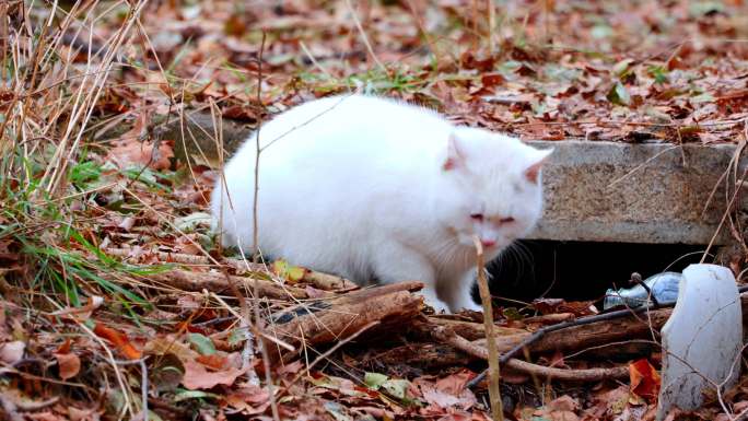 白猫对视