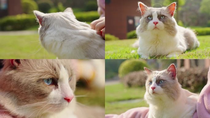 4k家庭猫咪宠物解压视频素材空镜头