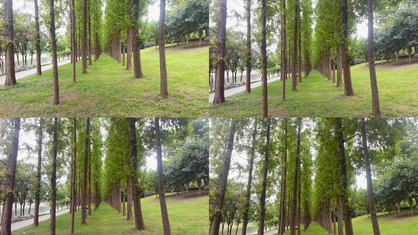 公园幽静的小路高大的水杉树