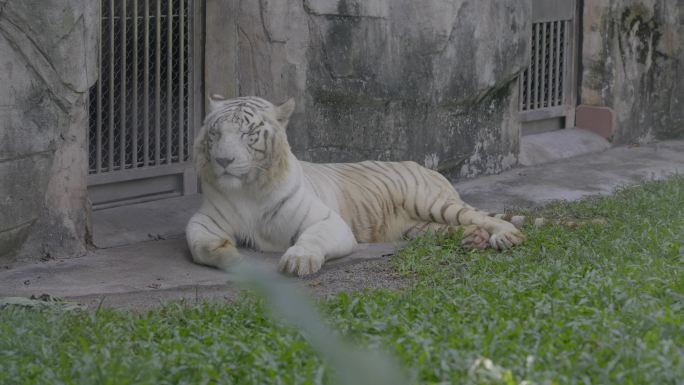 2023广州动物园游览老虎白虎