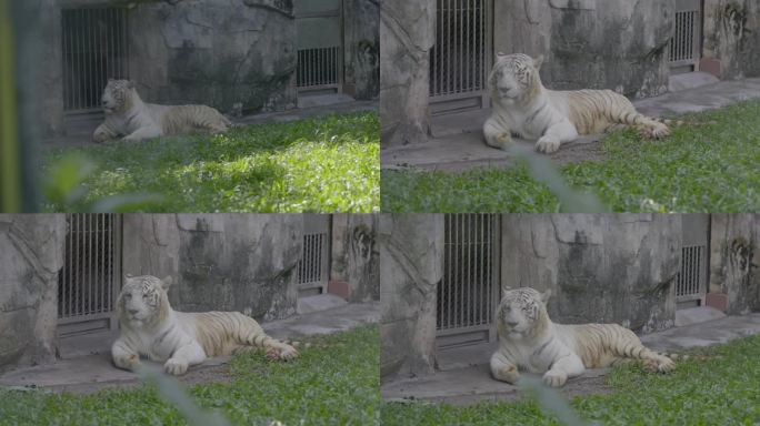 2023广州动物园游览老虎白虎