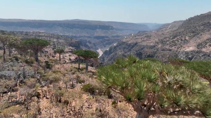 峡谷上的龙树揭示了也门索科特拉岛的迪克萨姆高原。无人机航拍