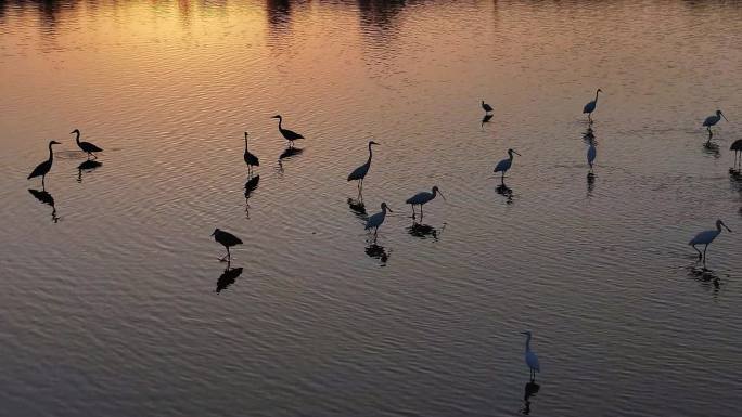 高清实拍：“鸟中美人”白琵鹭飞临黄河湿地